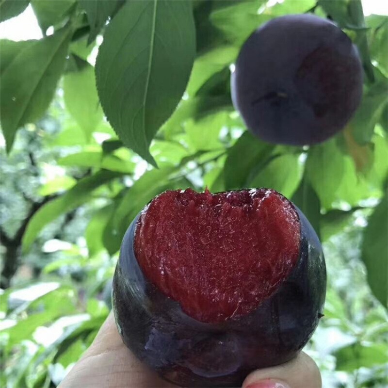 嫁接杏李果苗 风味玫瑰李树苗 早熟红肉玫瑰李子树苗南北方果树苗