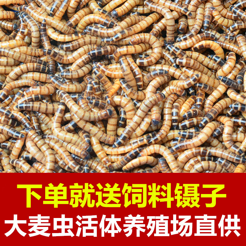 Barcori Live insect fresh live body non -bread insects, yellow powder, golden fish feed, live body, nest, thrush birds and insects