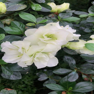 ��ɫƷ�Nѩ�ױ����r���Nϡ�����F��ɫ���N�����Ի����҃��⻨��