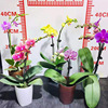 Base direct supply orchid Phalaenopsis goddess festival gift 2.8 -inch little hummingbird gift or color cup