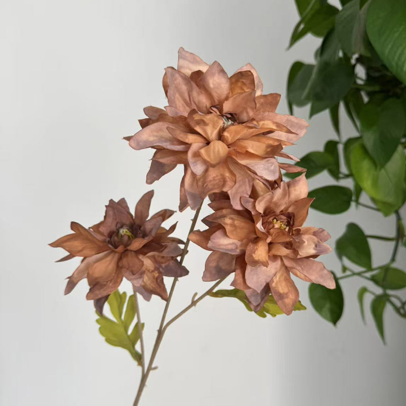 Dahlia d'automne