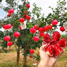 ʯͻ˹ܛџoʯشʯͥԺ