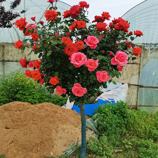 ���l�䘶�¼��ش��ļ��_���޽Ӵ��繫�@ͥԺ�^�p���ܻ��玧����