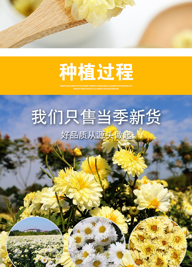 Hang Bai Ju Dried Chrysanthemum Flowers (Chrysanthemum morifolium) — 500g Loose Herbal Tea in use