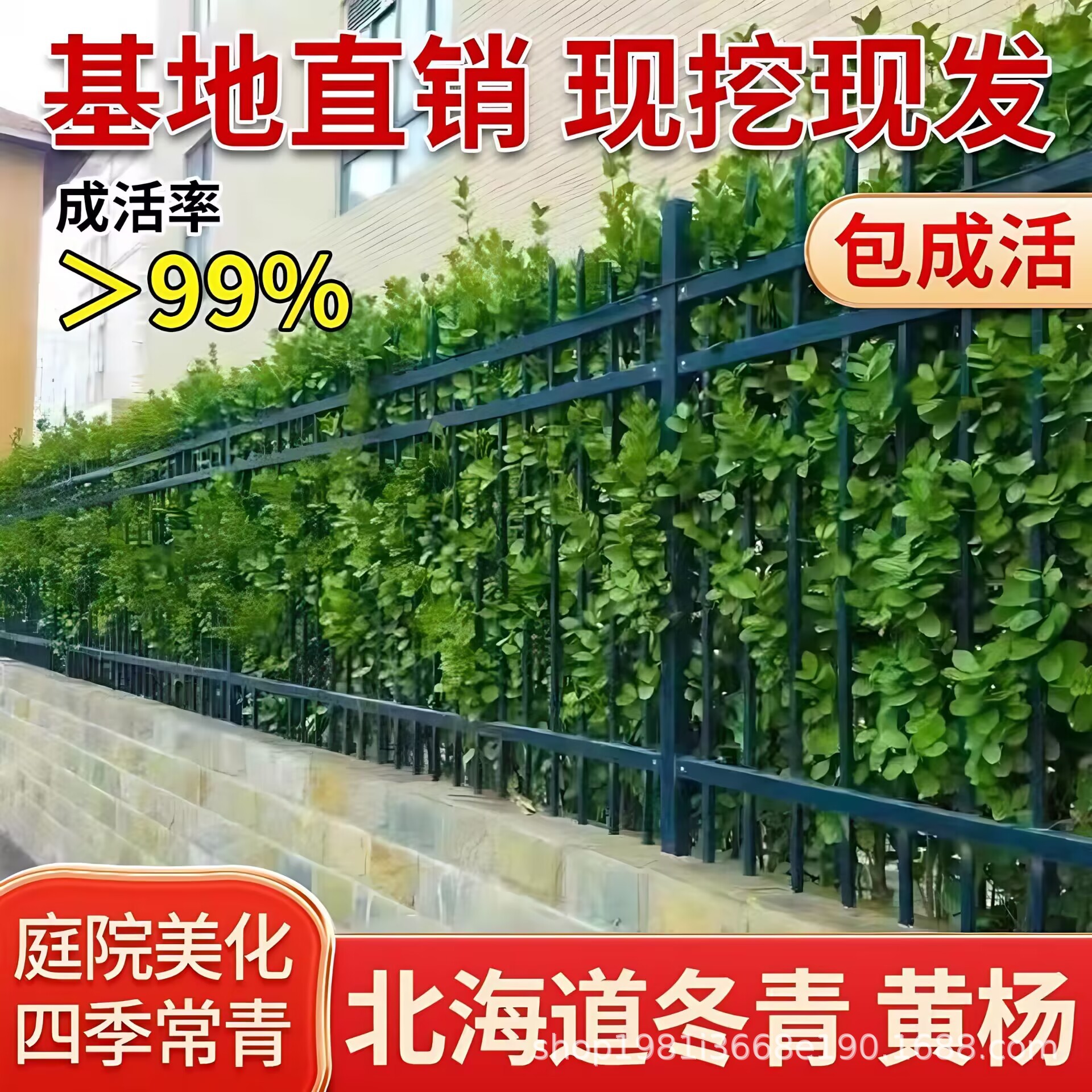 北海道黄杨大叶冬青围墙绿篱笆墙庭院绿植四季常青树苗工程苗耐寒