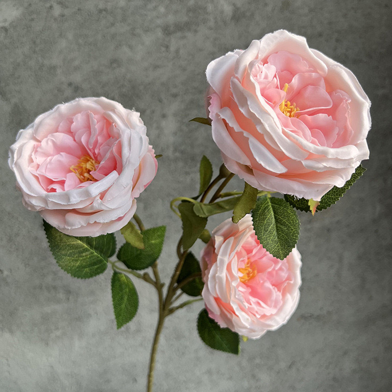 3 오스틴 로즈-핑크