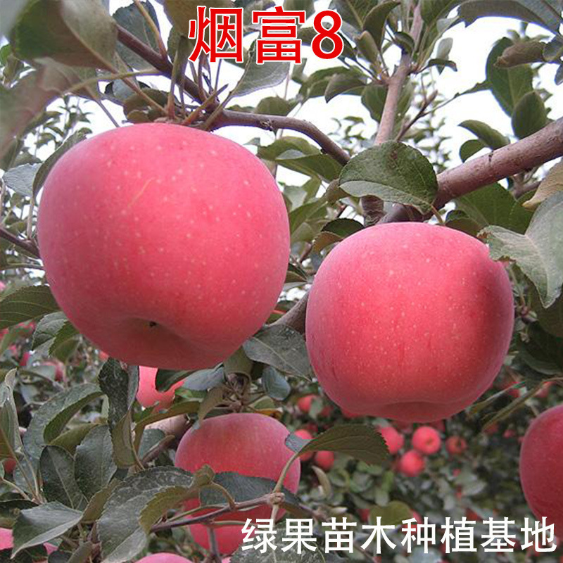 烟富8号苹果苗神富一号 红富士苹果树苗嫁接苗南方北方种植盆栽地