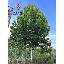 ��ͩ��������������ͩͥԺ�@���е��ͺ��G���L������Ї�����ͩ��