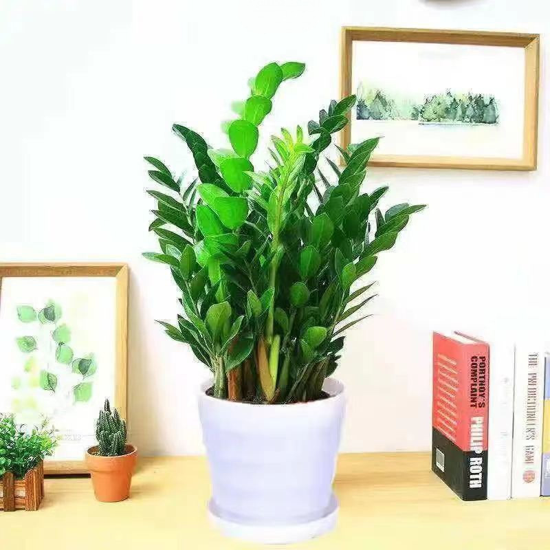 Money Tree Big Money String Office Green Plants Living Room Green Plants One Piece Wholesale Source Factory Wholesale