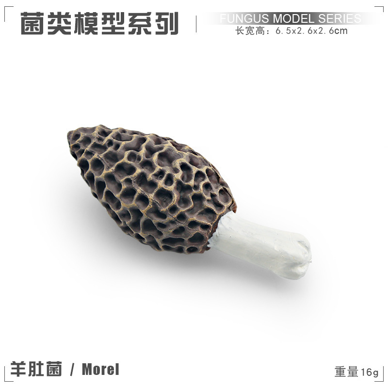 PL127 - 2156 Morella 16g