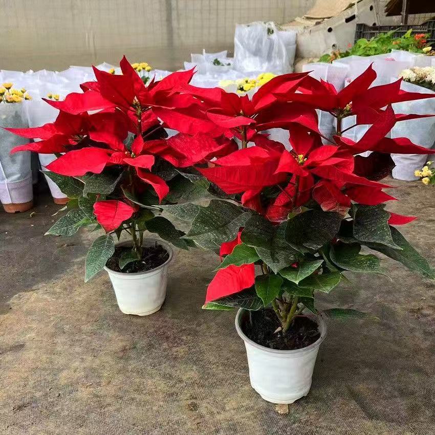 一品红盆栽植物花四季大开真花圣诞红大红鸿运当头客厅阳基地批发
