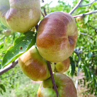 �������l �˗�С���� ���@��ͥ���Ե������ϱ����Nֲ���󴗗����