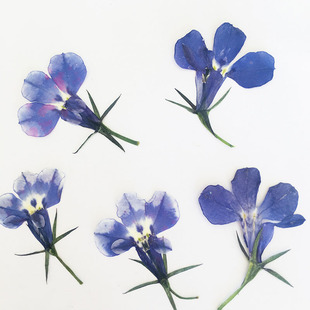 LiuBaili Embossed Yunnan Dried Flowers Natural Plant Specimen Handmade diy Material Dropping Glue Mobile Phone Shell Jewelry with Flowers