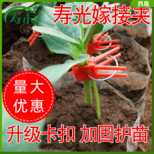 寿光蔬菜通用嫁接夹黄瓜番茄西瓜苗专用塑料瓜苗植物小夹子工具