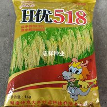 晚稻神龙大丰H优518水稻稻谷种子 杂交水稻 晚稻生育期112天