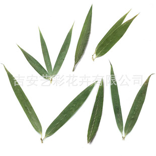 Bamboo Leaf Real Leaf Specimen Embossed Dried Flowers Wholesale Greeting Card Glue Photo Frame Embossed Painting Bookmark Fan diy Material