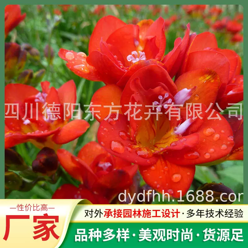 荷兰大花香雪兰球根花卉鲜切花耐寒盆花阳庭院种植