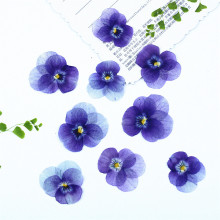 角堇 三色堇植物标本 真花干花压花滴胶手机壳书签台灯贴画装饰