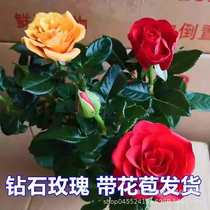 钻石玫瑰四季开花盆栽带花带花苞室内阳台庭院包邮花卉绿植盆景