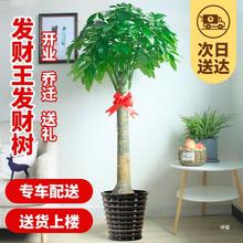 北京发财树室内大型独杆盆栽客厅办公室绿植物招财树开业同城配送