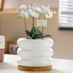 A ceramic cream-style light luxury self-watering planter with a tray, large and personalized for succulents, suitable for home use.