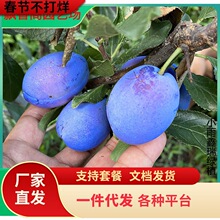 һ�����l�{����÷�����޽�Ů���m���t��÷�ϱ����Nֲ����Y��