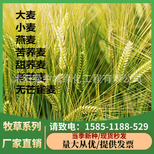 Oatmeal Seeds, Buckwheat, Wheat, Barley Seeds, Brome Breeding Pasture, Cold-Resistant Fish Feed, Cattle and Sheep Grass Seeds
