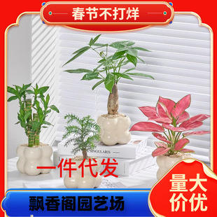 һ�����l�{����k�����澫��С���԰lؔ��p���o��ֲ���ļ�������