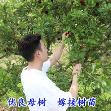 ڼ޽Ӗ|÷÷ϱNֲԹ箔Yش