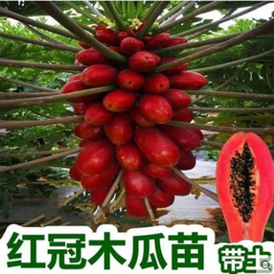 ľ�Ϙ���ˮ��ţ��̩���S��t�����ľ�����Ϸ��Nֲ�ļ�����Y����