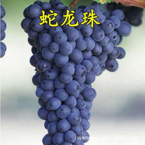 新品种女巫指盆栽葡萄苗 葡萄树苗 金手指美人指葡萄小苗当年结果