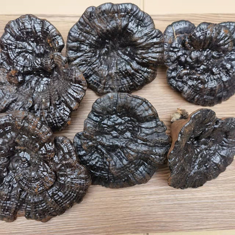 Changbai Mountain Black Reishi Lingzhi Whole Dried Mushroom Traditional Herbal Decoction in use