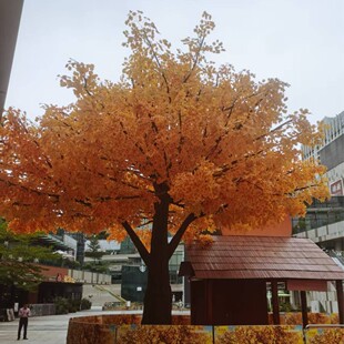 ������ɫ�y�Ә��̈��Ƶ��������٘�[�����ƹ����쾰�S��٘�