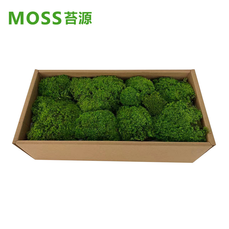 Musgo inmortal pelo blanco musgo gris grande planta verde pared flor seca Fondo pared planta pared musgo fuente