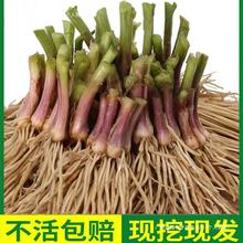 大韭菜根种根食用900颗带根九菜室内外蔬菜可食用盆栽花新苗紫根