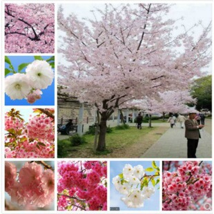 �ѻ�����Ⱦ����Ұ�ļ��Nֲ�ϱ����e��ͥԺ�҃�����G���ѻ���ֲ��