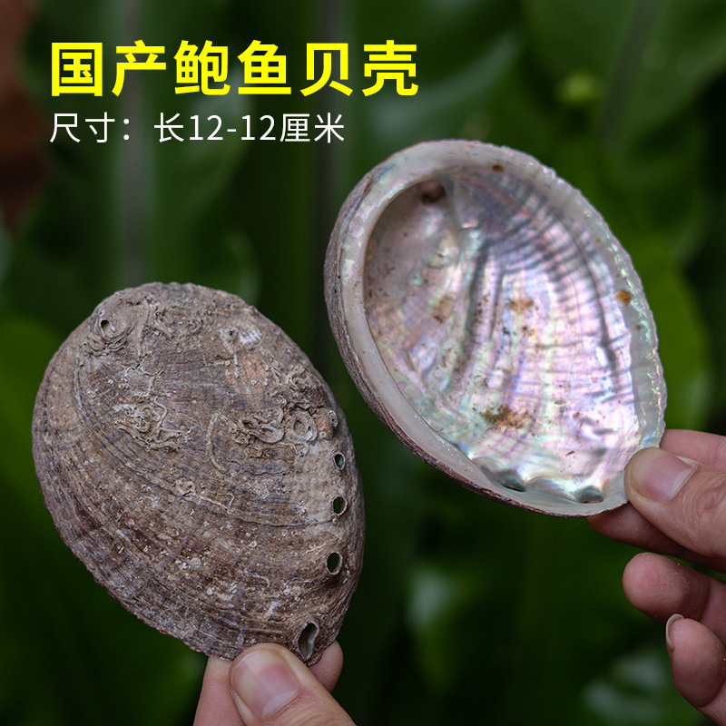国境を越えた卸売り白鼠尾草青鼠尾草雪松杖聖木線香塔香アワビ殻などホワイトセージ|undefined
