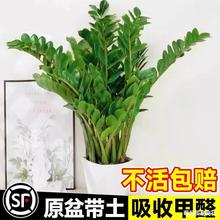 ���X�����԰lؔ��Gֲ�����՚⻨���҃ȾGֲ��͏d�k�����������l