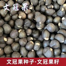 �²��Ĺڹ��N�� �Ĺڹ��� �²��Ĺڹ���N�� ��ʳ��ե�������^�p