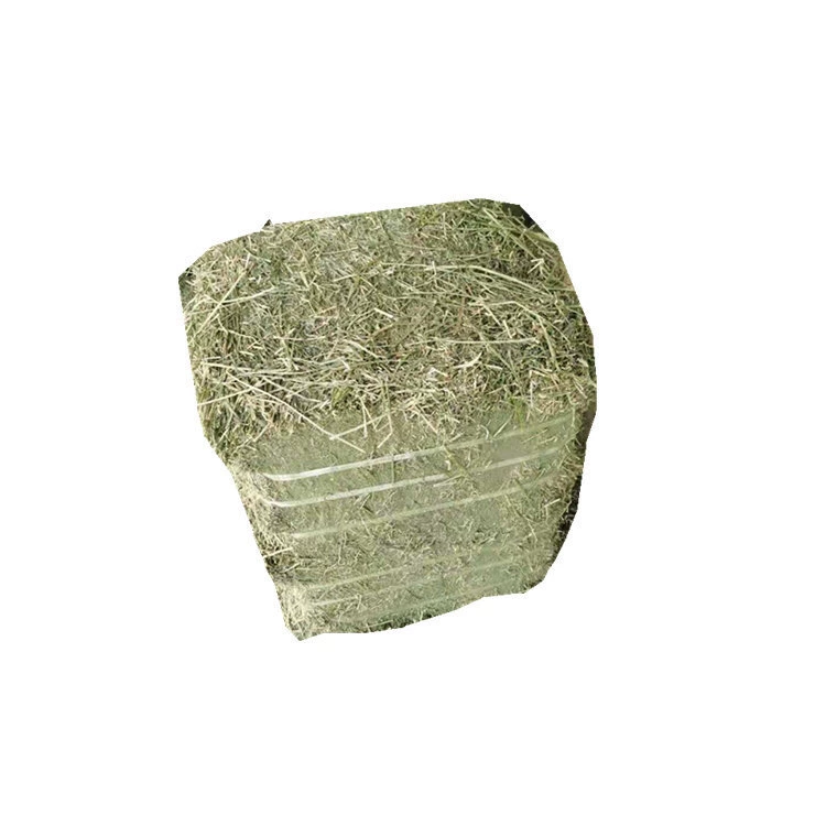 Where can I sell 苜蓿 哪里 哪里 哪里 哪里 哪里 哪里 哪里 哪里 哪里 哪里 哪里 哪里 哪里 哪里 哪里 哪里 哪里 哪里 苜蓿 苜蓿 苜蓿 苜蓿 苜蓿 苜蓿 哪里 哪里 苜蓿 哪里 哪里 哪里 哪里 哪里 哪里 哪里 哪里 哪里 哪里 哪里