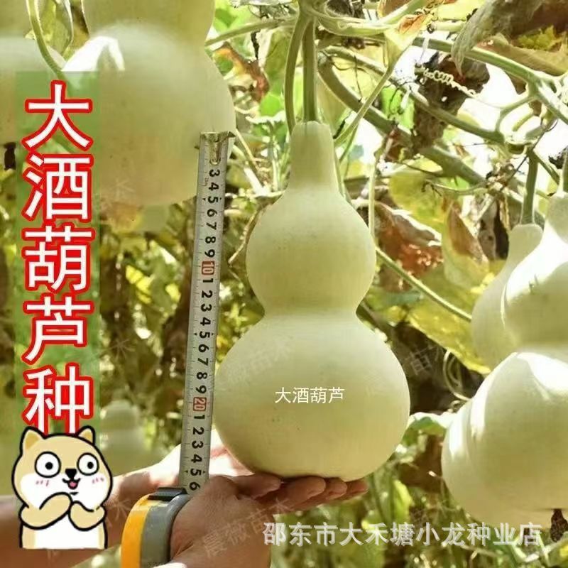 新品酒仙宝葫芦种子超大葫芦种子蔬菜种子阳台庭院盆栽爬藤种子