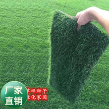 批发四季青草坪种子长不高耐践踏混播草坪种子庭院小区四季播种