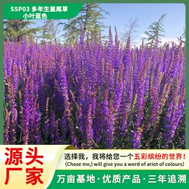 种子;种球;栽培基质