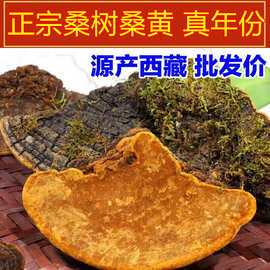 正宗野生西藏桑黄特级桑树桑黄中药材整朵块桑黄个桑黄野生桑黄茶