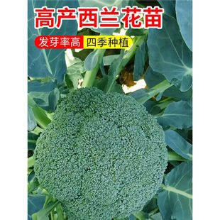 ���m�������绨Ҭ�����๣�ɻ�����G���{�������ﶬ���{������