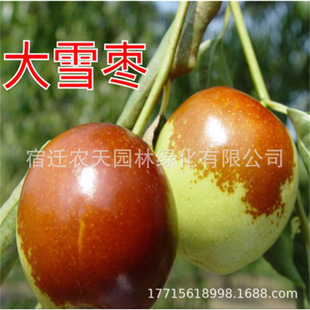 Heavy Snow Zhanhua Winter Jujube Gourd Jujube Tree Live Seedlings North and South Ground Planting Hericium Jujube Saplings Potted Fruit Saplings