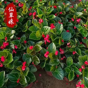 Four Seasons Begonia Qingzhou Flower Base Large Flower Begonia Group Potted Flowers Four Seasons Begonia Engineering Flowers