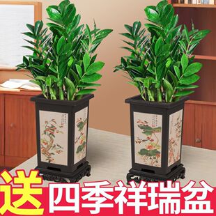 ��ؔ���X�������҃ȿ͏d�Gֲ�����ļ����B�̨�k��������ֲ���辰