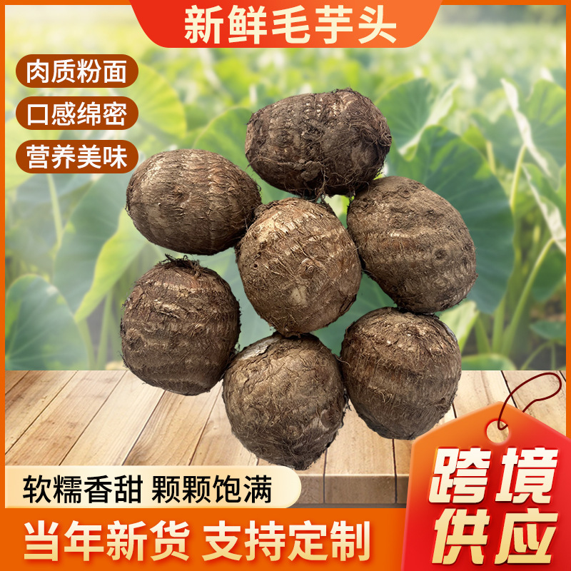 Freshly Dug Taro from Shandong, Fresh Milk Taro, Seasonal Vegetable Taro, Glutinous and Sweet Taro, Fragrant Taro Freshly Dug Taro from Shandong, Fresh Milk Taro, Seasonal Vegetable Taro, Glutinous and Sweet Taro, Fragrant Taro