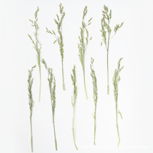Small Grass Dried Flowers, Embossed Flowers, Nail Art and Beauty Materials, Natural Real Flower Plant Specimens, Glue Handmade Materials